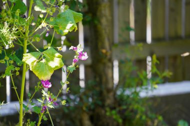 Bahçedeki güzel çiçekler