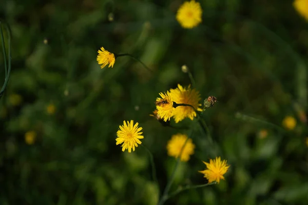 Krásná Žlutá Pampeliška Zahradě — Stock fotografie
