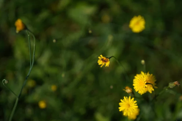 Mooie Bloemen Tuin — Stockfoto