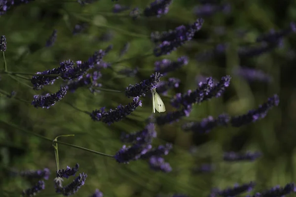 Lavendelbloemen Tuin — Stockfoto