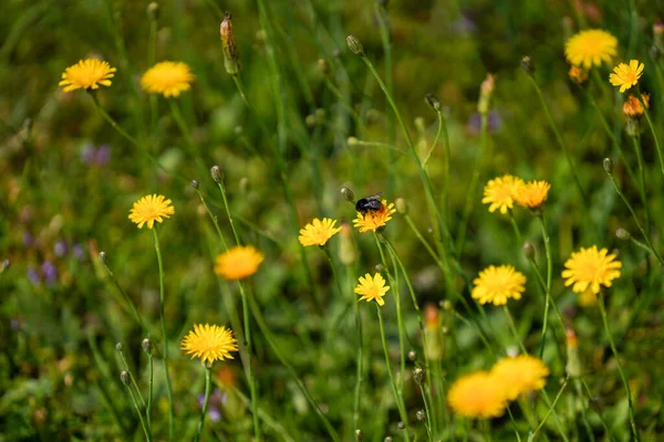 Yellow Dandelion Flowers Garden — Stock Photo, Image