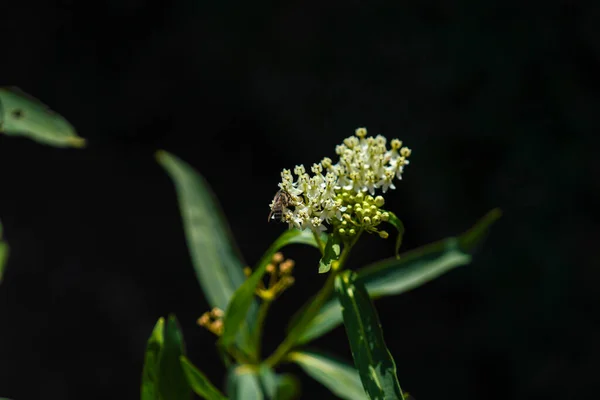 Nahaufnahme Einer Grünen Pflanze Mit Schwarzem Hintergrund — Stockfoto