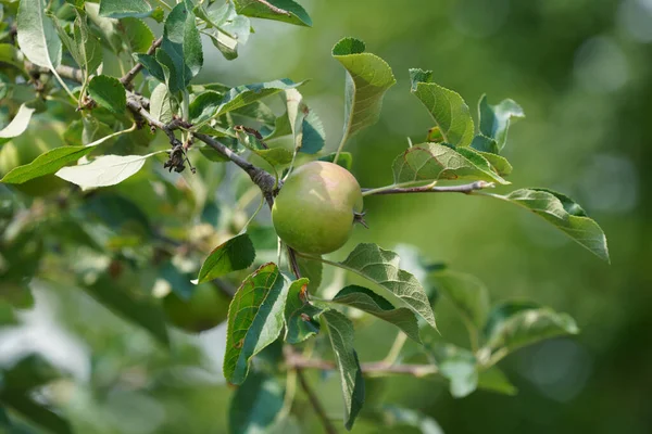 Green Apple Tree Ripe Fruits Garden — Fotografia de Stock