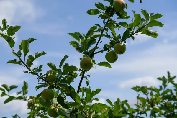 Зелене Яблуко Стиглими Фруктами — стокове фото