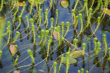 yeşil yapraklar, bitkiler ve yapraklar