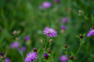 Bahçedeki güzel çiçekler