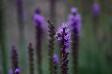 Bahçedeki güzel mor çiçekler