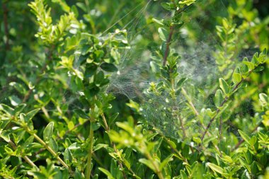 Bahçede yeşil yapraklar