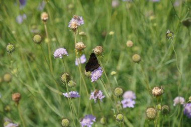 Bahçedeki güzel çiçekler