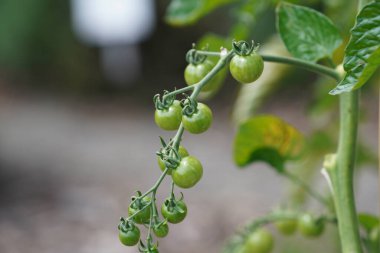 Serada yetişen yeşil domatesler