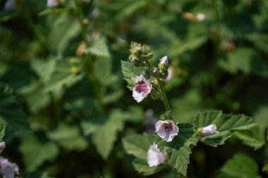 Güzel botanik fotoğrafı, doğal duvar kağıdı.