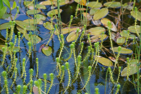 水里的绿叶 — 图库照片
