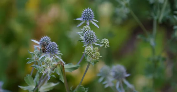 Mooie Bloemen Tuin — Stockfoto