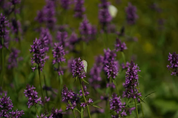 Lavendel Blommor Trädgården — Stockfoto
