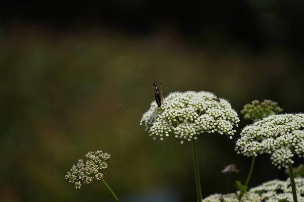 Hermosa Mariposa Una Flor —  Fotos de Stock