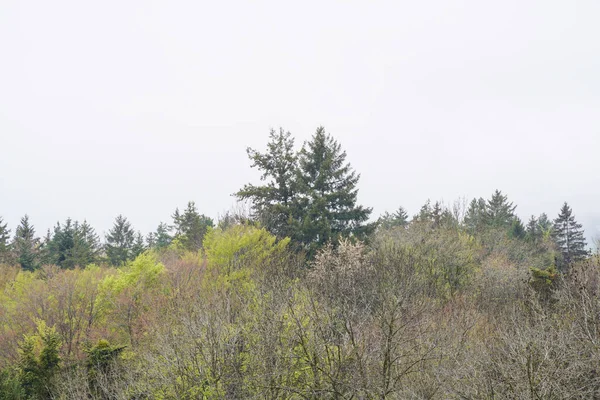 Hermoso Bosque Otoño Con Árboles Hojas Verdes —  Fotos de Stock