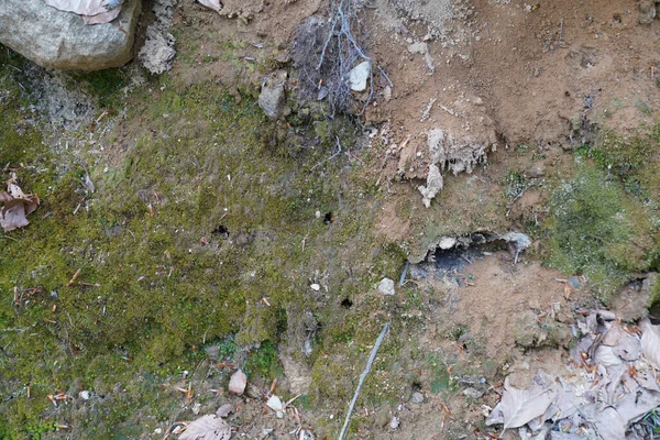 Nahaufnahme Eines Grünen Moos Auf Einem Felsen — Stockfoto