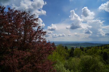 Ormanın güzel manzarası