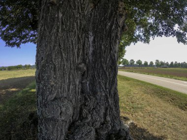 Kırsaldaki bir yolun dikey görüntüsü.