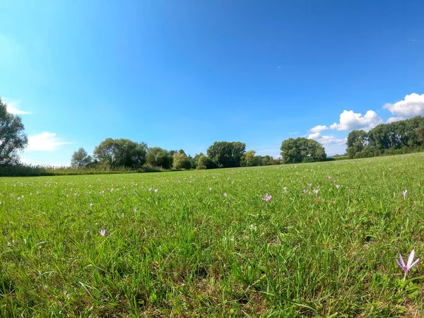 Hermoso Paisaje Con Campo Hierba Cielo Azul —  Fotos de Stock