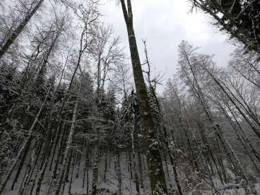 Karla kaplı ağaçlarla kaplı kış ormanı