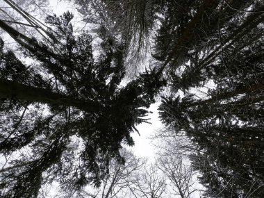 Ormandaki bir ağacın siyah beyaz fotoğrafı.