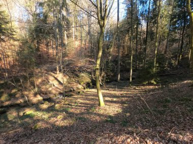 Ormandaki ormanın güzel bir görüntüsü