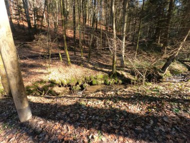 Büyük bir ağaç gövdesiyle tahta bir kütüğün dikey görüntüsü.