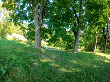 Ormanda yeşil ağaçlar