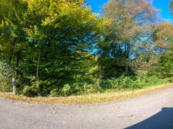 Schöne Herbstlandschaft Mit Bäumen Und Grünem Gras — Stockfoto