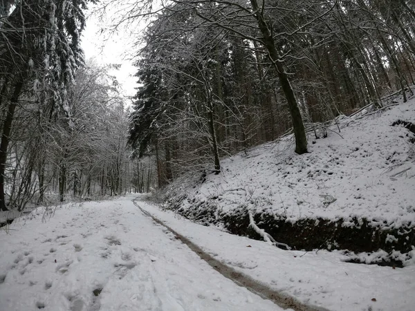 Forêt Hiver Dans Neige — Photo