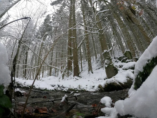 Beau Paysage Hivernal Avec Des Arbres Enneigés — Photo