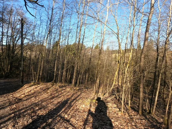 Ağaçlar ve ormanlarla dolu güzel bir manzara.