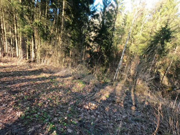 Ormanın güzel manzarası