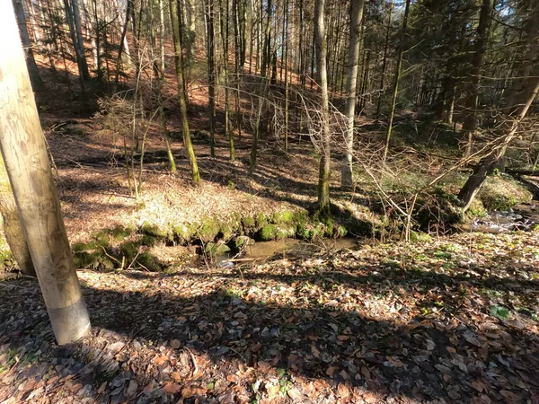 Büyük bir ağaç gövdesiyle tahta bir kütüğün dikey görüntüsü.