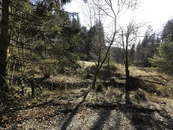 Gyönyörű Táj Egy Fával Erdőben — Stock Fotó