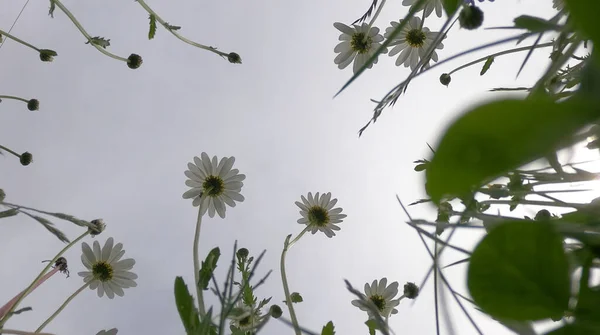 Mooie Bloemen Tuin — Stockfoto