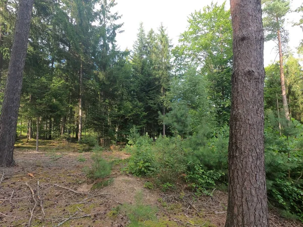 Beau Paysage Avec Arbre Dans Forêt — Photo