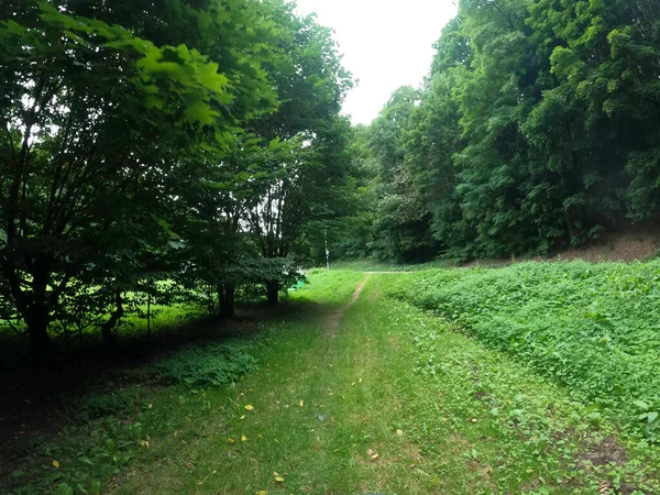 Groen Bos Met Bomen Zonnestralen — Stockfoto