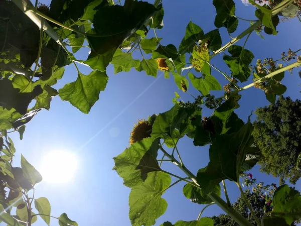 Bağdaki bir ağacın yeşil yaprakları