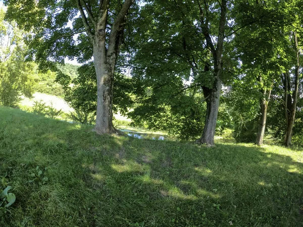 Ormanda yeşil ağaçlar