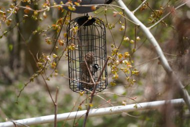 Bir ağaç dalında kuş yuvası