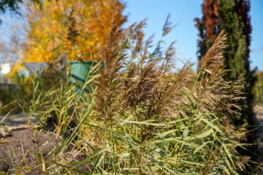 Ormanda yeşil çimenler