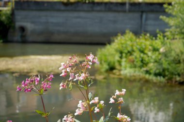 Bahçedeki güzel çiçekler