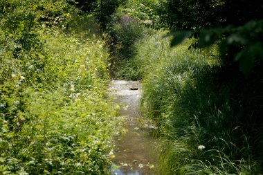 Parkın güzel manzarası