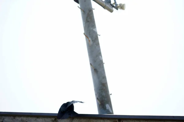 Oiseau Est Assis Sur Une Clôture Dans Ville — Photo