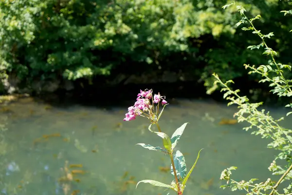 花园里美丽的花 — 图库照片