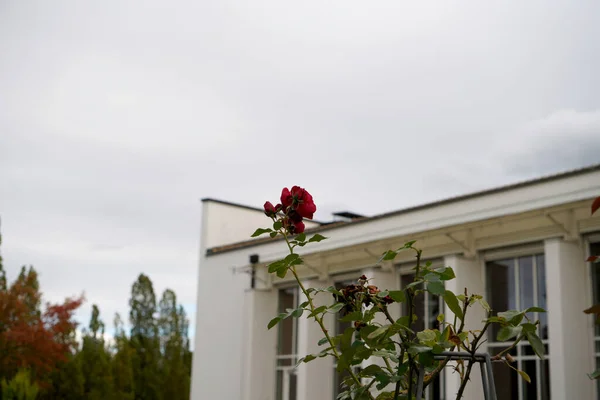 Flor Roja Jardín — Foto de Stock