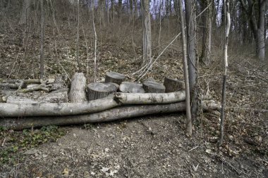 Ormanda bir odun yığını