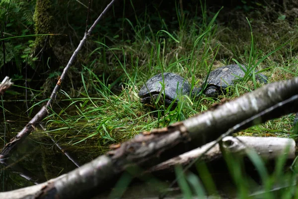 Closeup Shot Frog Forest — Stock Photo, Image